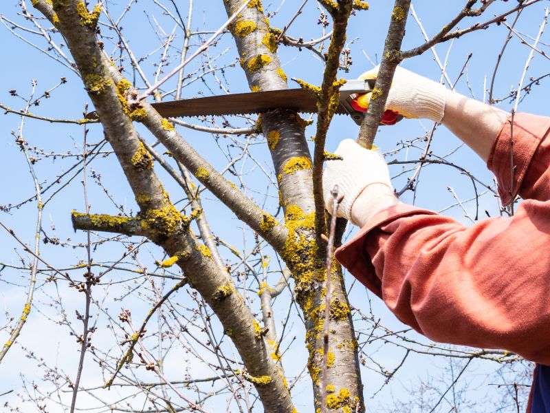 Tree Health Assessments