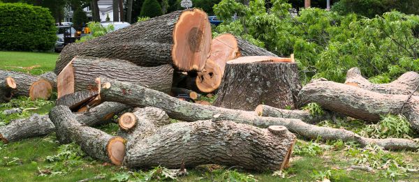 Large Tree Removal in Columbia