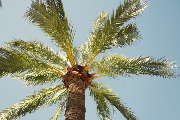 Palm Tree Removal in Columbia