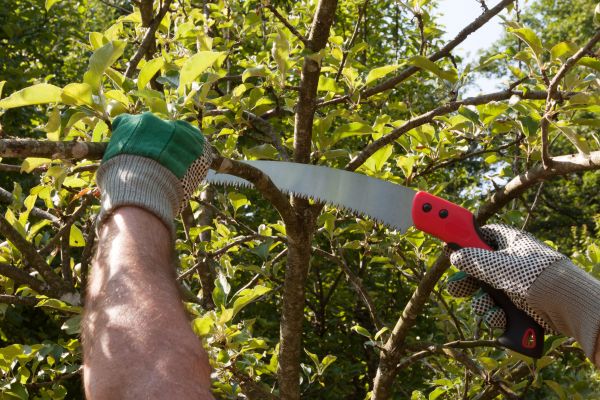 Small Tree Removal in Columbia