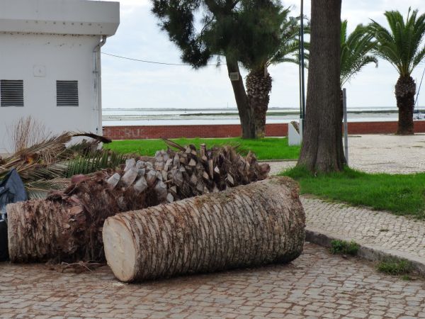 Palm Trees Removal in Columbia