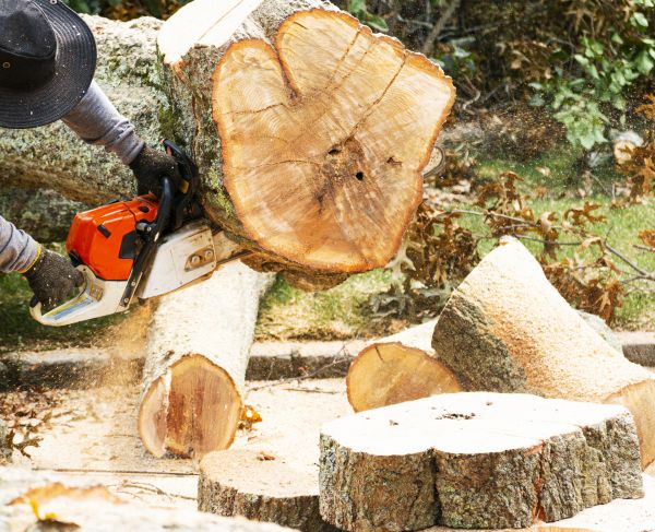 Tree Removal Service in Columbia