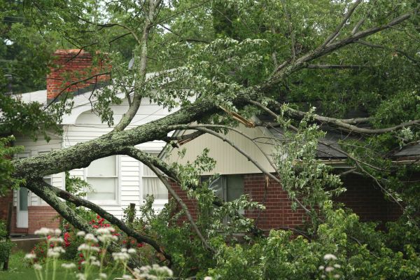 Emergency Tree Removal in Columbia