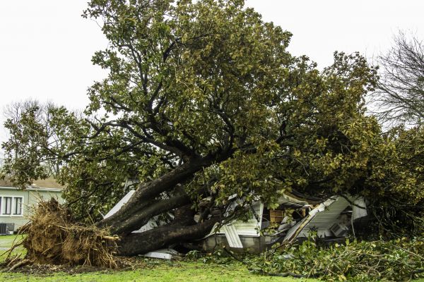 Fallen Tree Removal in Columbia