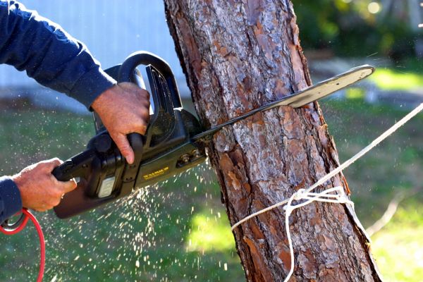 Dead Tree Removal in Columbia